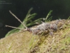 Flathead mayfly nymph (Heptageniidae)