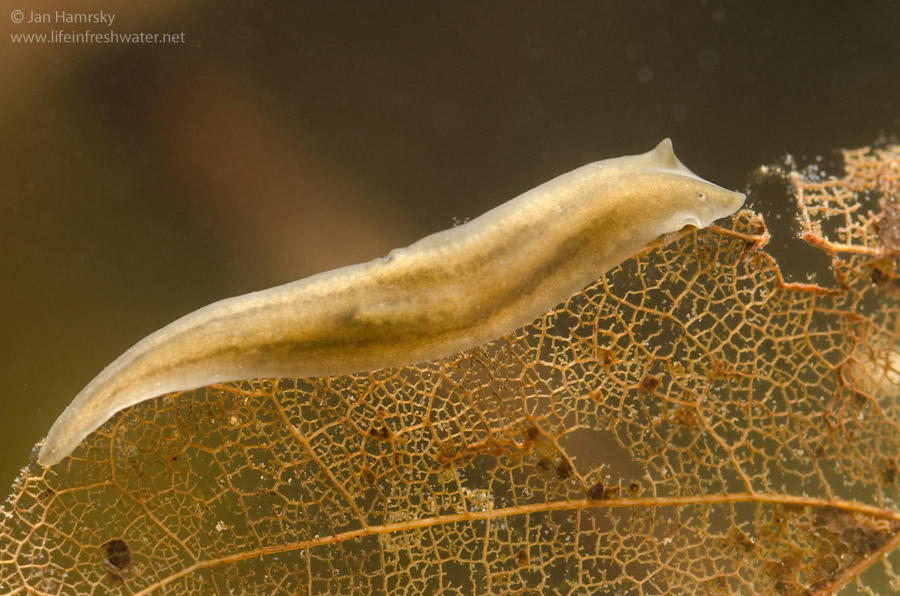 Planária (Platyhelminthes: Tricladida) kutatások - Platyhelminthes turbellaria tricladida