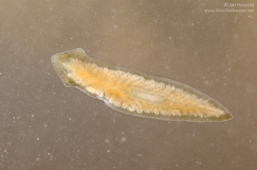 Platyhelminthes élőhely turbellaria