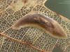 Freshwater flatworm (Dugesia gonocephala)