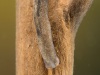 Freshwater flatworm (Polycelis nigra)