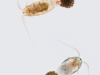 Copepods (Copepoda)