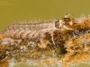 Free-living caddisfly larva (Rhyacophilidae)