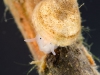 Freshwater limpet (Planorbidae, Ferrissia)