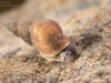 Freshwater snail (Stagnicola sp.)
