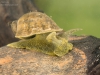 Freshwater snail (Radix sp.)