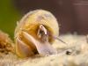 River snail (Viviparus sp.)