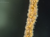 Freshwater sponge (Spongilla lacustris)
