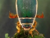 Great diving beetle (Dytiscus marginalis)