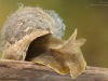 Great pond snail (Lymnaea stagnalis)