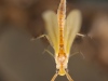 Hacklegill mayfly emerging (Potamanthidae)
