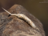 Hoverfly larva (Syrphidae)