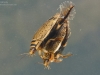 Lesser diving beetles (Acilius sulcatus)