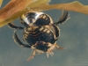 Lesser diving beetles (Acilius sulcatus)