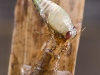 Lesser silver water beetle larva (Hydrochara caraboides)