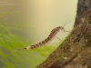 Minnow mayfly nymph (Baetidae)