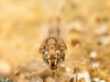 Minnow mayfly nymph (Baetidae)