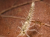 Minnow mayfly nymph (Baetis rhodani)