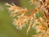 Moss animals (Plumatella fruticosa)