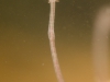 Naiadid worm (Dero digitata)