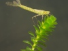 Narrow-winged damselfly nymph (Coenagrion pulchellum)