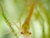 Narrow-winged damselfly nymph (Coenagrionidae)