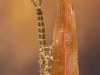Damselfly nymph (Erythromma najas)