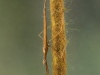 Needle bug (Ranatra linearis)