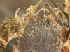 Net-spinning caddisfly larva (Hydropsychidae)