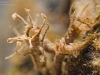 Non-biting midge larva (Chironomidae, Rheotanytarsus)