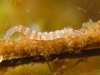 Non-biting midge larva (Chironomidae, Tanypodinae)