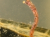 Non-biting midge larva (Chironomidae)