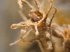 Non-biting midge larva (Chironomidae, Rheotanytarsus)