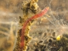 Non-biting midge larvae (Chironomidae)