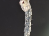 Phantom midge pupa (Chaoboridae)