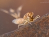 Summer mayfly nymph (Siphlonurus lacustris)