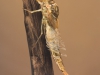 Summer mayfly nymph (Siphlonurus lacustris)
