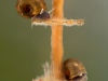 Freshwater snails (Planorbarius corneus) juvenil