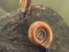 Ramshorn snails (Planorbis planorbis)