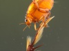 Diving beetle (Hyphydrus ovatus)
