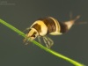 Diving beetle larva (Hyphydrus ovatus)