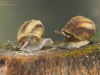 River snails (Viviparus contectus)