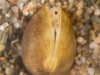 Solid orb mussel (Sphaerium solidum)