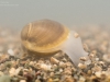 Solid orb mussel (Sphaerium solidum)