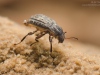 Riffle beetle (Elmidae)