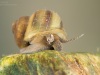 River snail (Viviparus contectus)