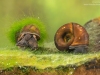River snail (Viviparus sp.) and Great ramshorn snail (Planorbarius corneus), Europe, April, controlled conditions