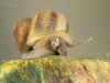 River snail (Viviparus contectus)