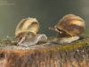 River snails (Viviparus sp.)
