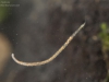 Sludge worm (Nais elinguis)